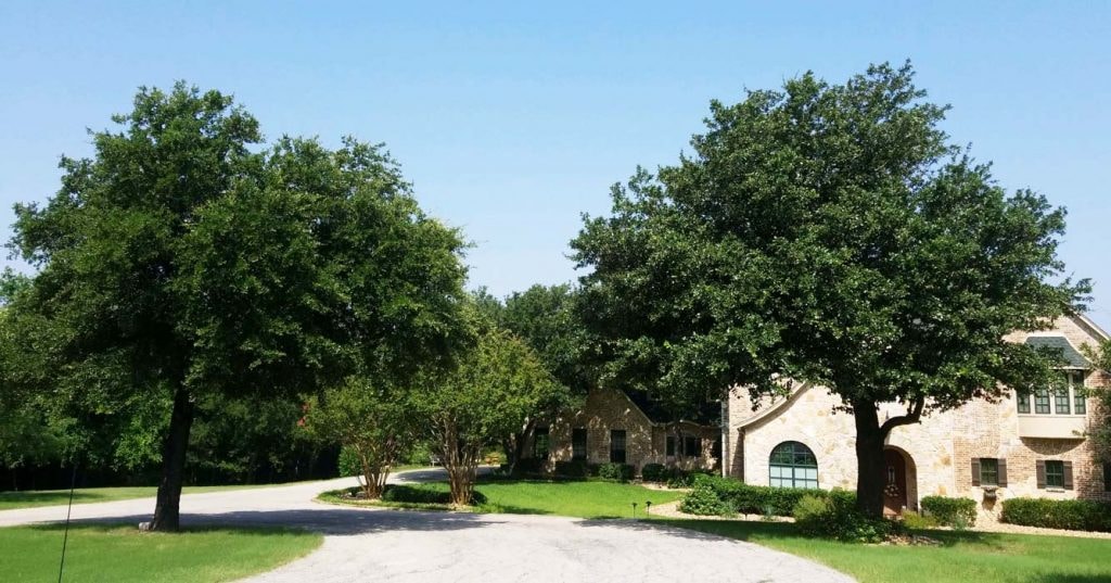 Two mature live oak trees flanking a stone Texas home with a long driveway