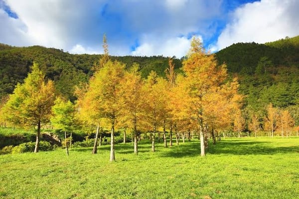 Arborist Consulting