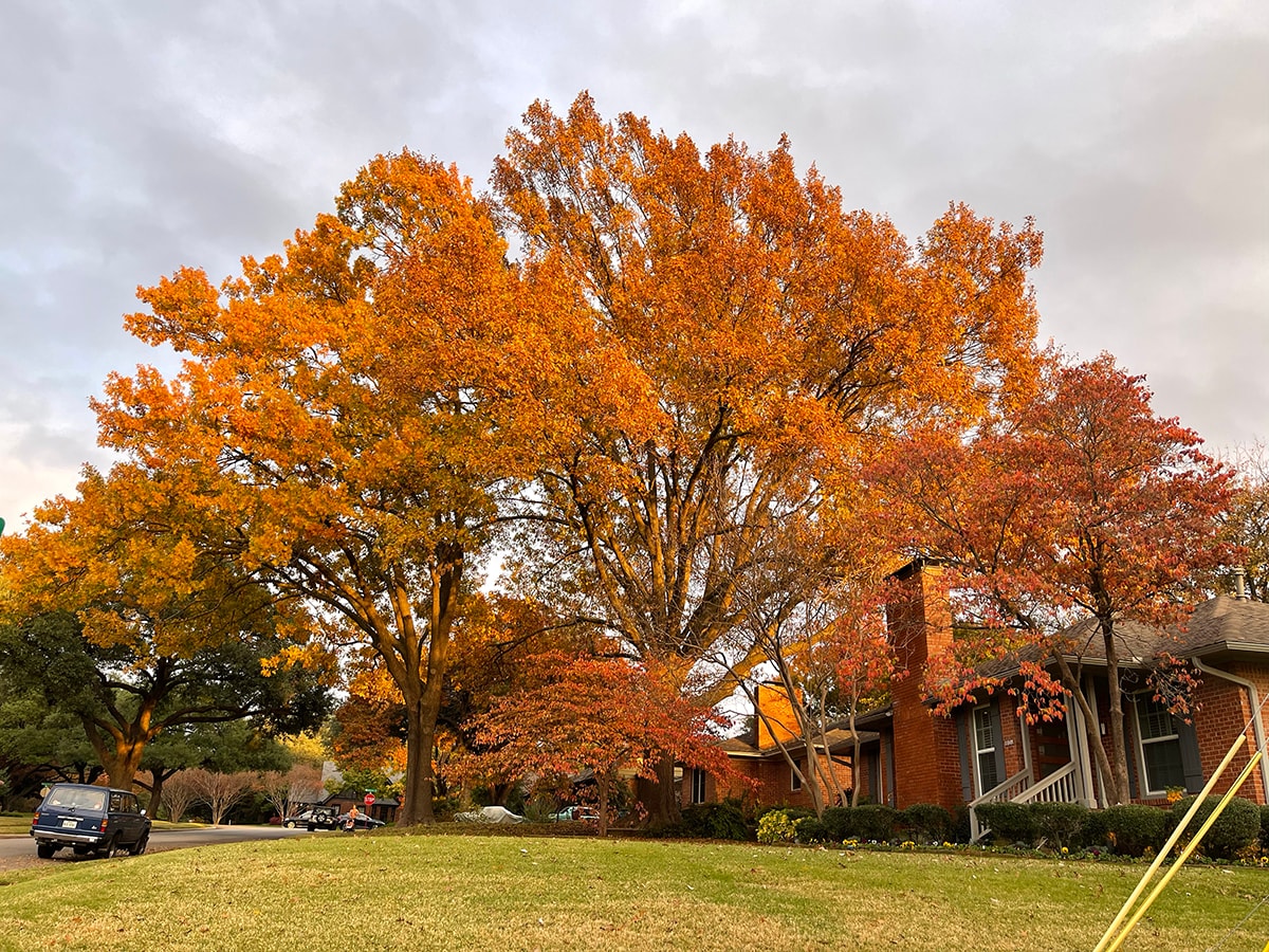 Tree Pruning